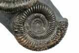 Ammonite (Dactylioceras) Fossil Cluster - England #279246-2